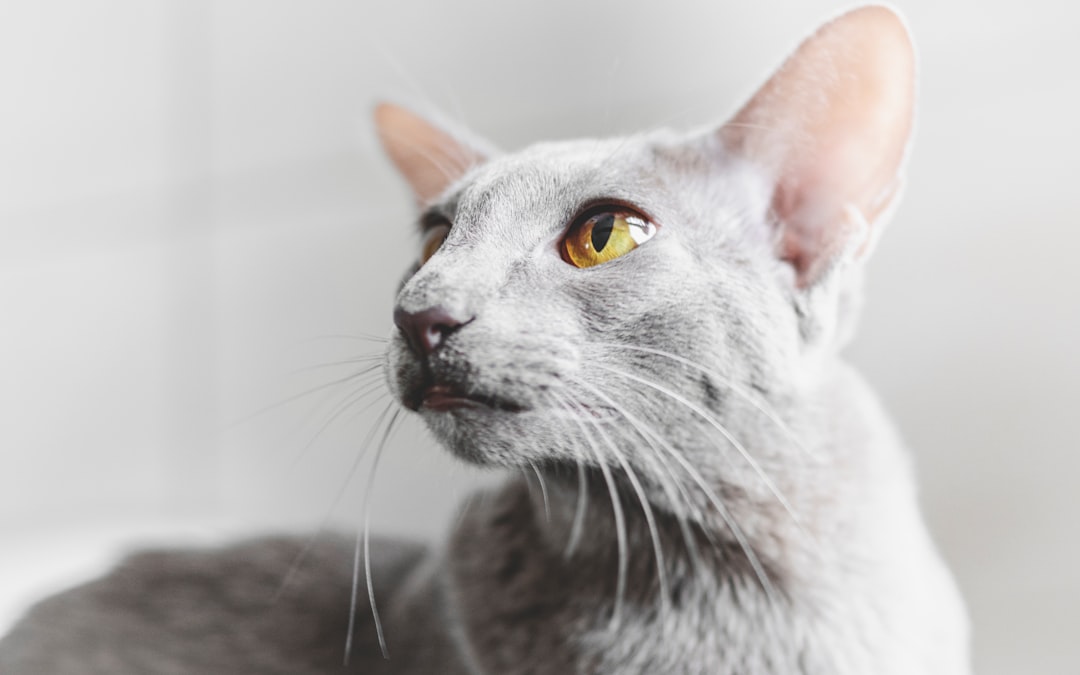 The Oriental Shorthair: The Rainbow Entertainer (Image Credits: Unsplash)