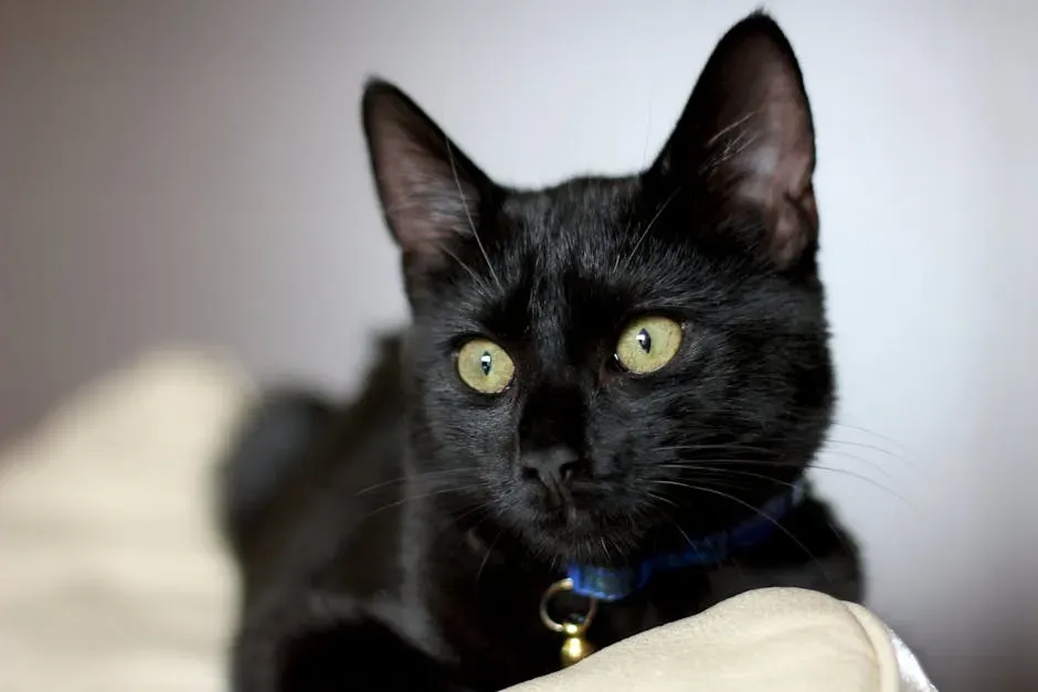 Ears That Speak Volumes Before You Even Get Close (Image Credits: Pexels)