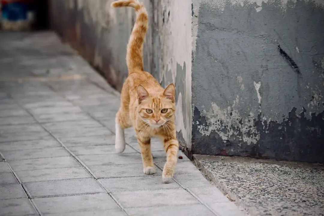The Morning Patrol: Your Cat's Daily Property Inspection (Image Credits: Unsplash)