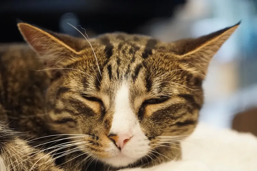 1. The Slow Blink - Your Cat's Version of "I Love You" (Image Credits: Unsplash)