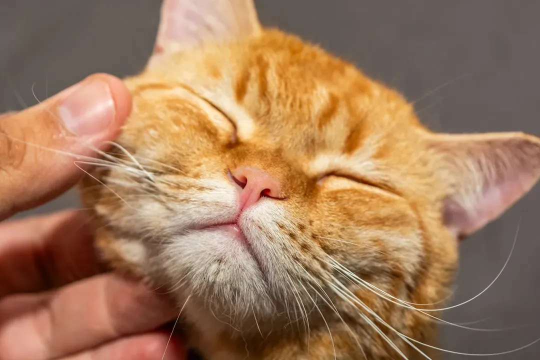 You Hear Soft Purring During Relaxed Moments (Image Credits: Unsplash)