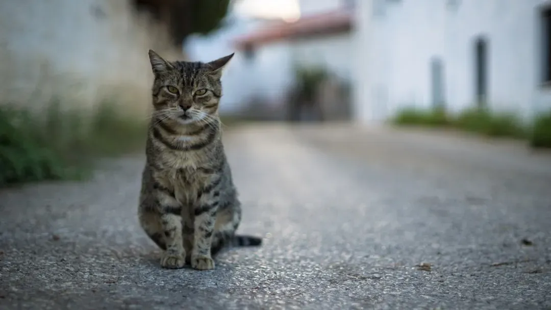 #4 Cats Notice and Respond to Familiar Communicative Signals (Image Credits: Unsplash)