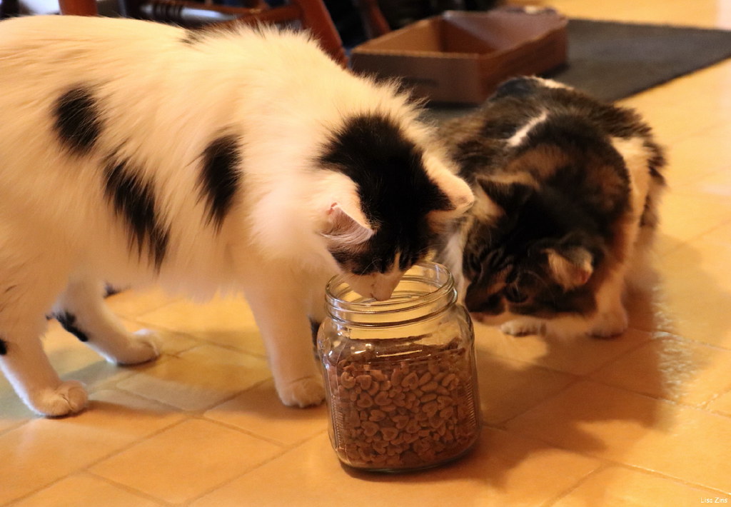 Food Items and Snacks (Image Credits: Flickr)