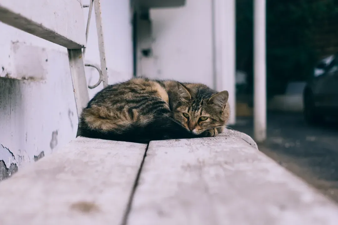 #9 - Sometimes It's Just Loneliness, Not Devotion (Image Credits: Unsplash)
