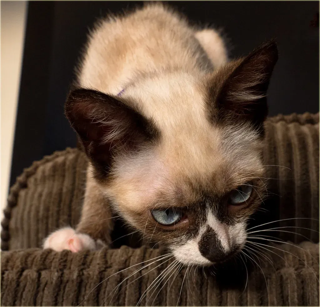 Boredom and Lack of Stimulation (Image Credits: Flickr)