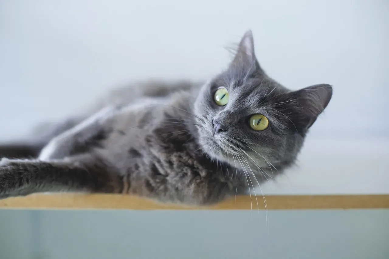 Cats Outperform Dogs in Certain Memory Tasks (Image Credits: Pixabay)