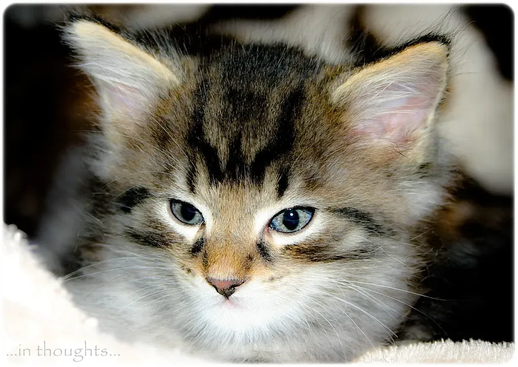 Fact: Talking About Your Pet Helps the Healing Process (Image Credits: Flickr)