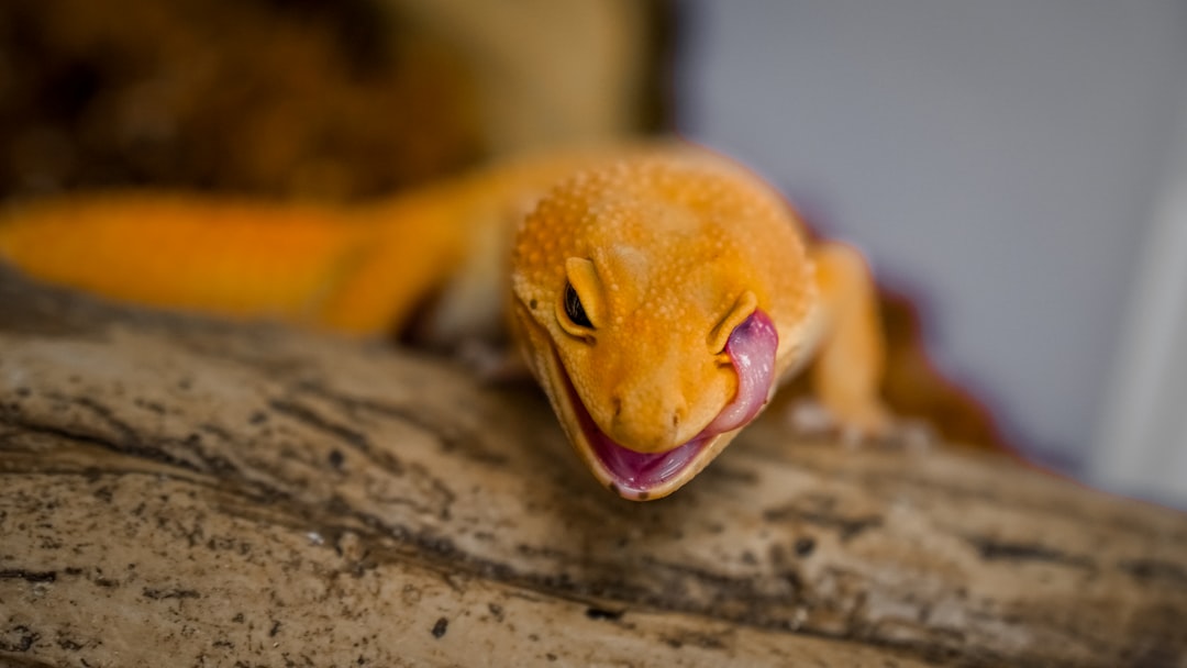 Exotic Pets with Special Needs (Image Credits: Unsplash)