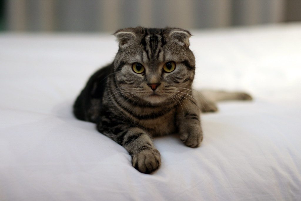 10. The Scottish Fold: Adorable But On Their Own Schedule (Image Credits: Flickr)