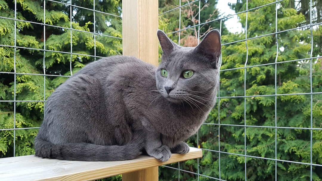 Korat - The Territorial Introvert (Image Credits: Unsplash)