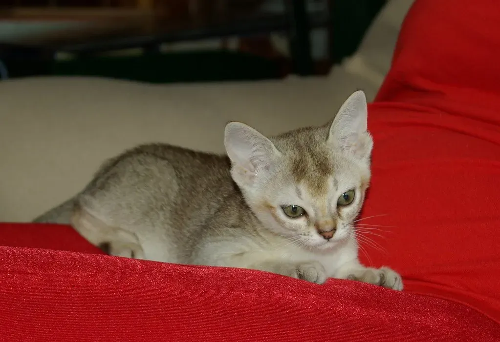 Singapura: The Tiny Troublemaker (Image Credits: Flickr)