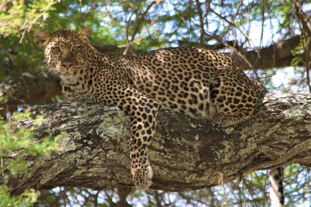 #7 This kind of memory isn't unique to leopards, but it may be unusually well developed in them (Mitchell Fitzsimmons, Flickr, CC BY 2.0)