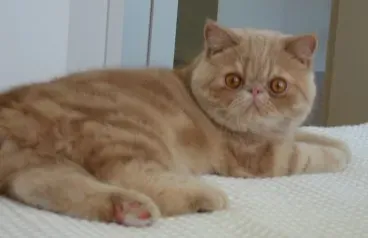#6 Exotic Shorthair (CC BY-SA 3.0)