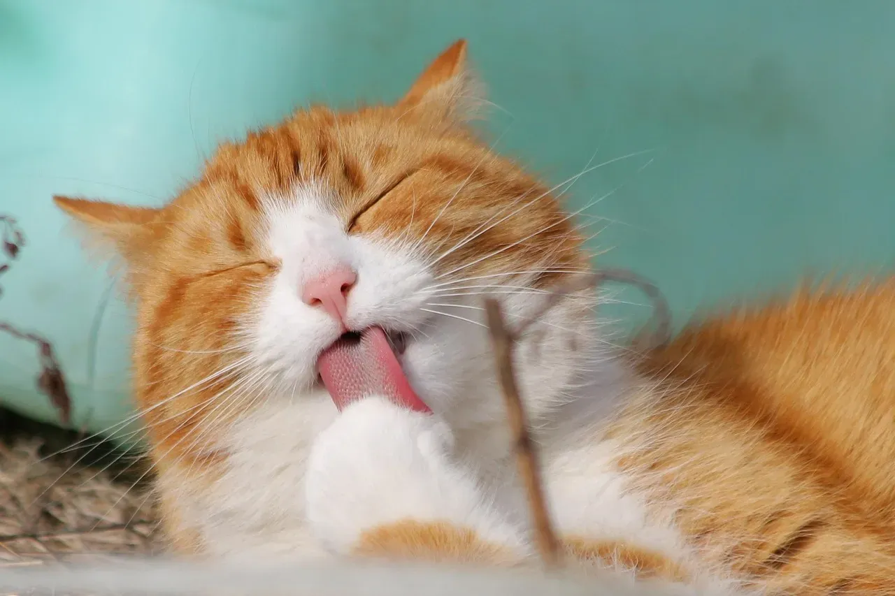 Stress, Anxiety, And Over-Grooming: When Licking Becomes A Coping Mechanism (Image Credits: Pixabay)