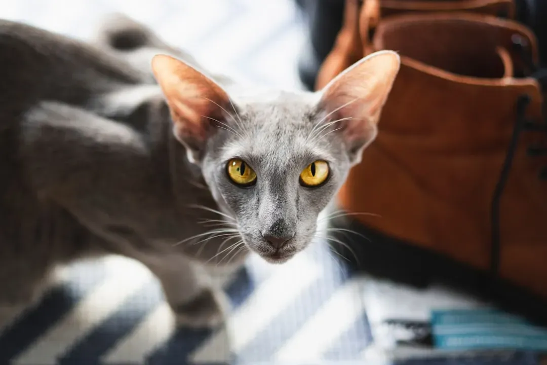 Oriental Shorthair: The Expressive Attention Seeker (Image Credits: Unsplash)