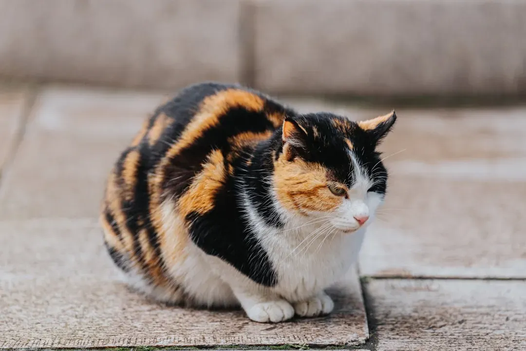 The Pre-Pounce Butt Wiggle (Image Credits: Unsplash)