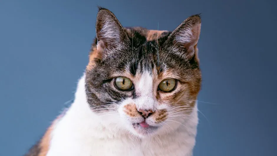 #9 - Why Old Cats Get "Lost" in the Corner (Image Credits: Pexels)