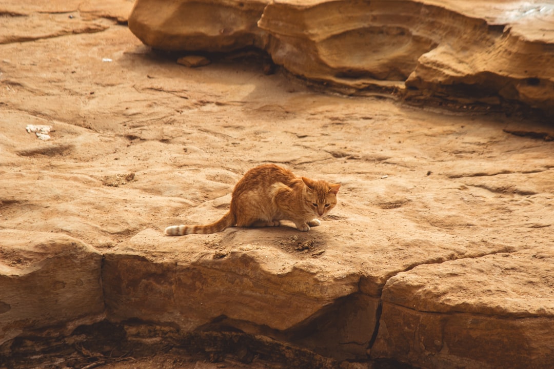 The Ancestral Blueprint: Desert Origins Shape Modern Behavior (Image Credits: Unsplash)