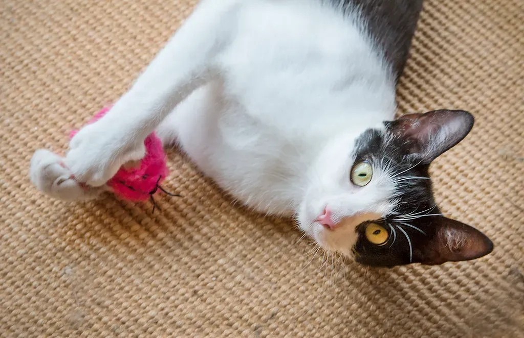 Conclusion: Your Home Is Their World (Muffet, Flickr, CC BY 2.0)