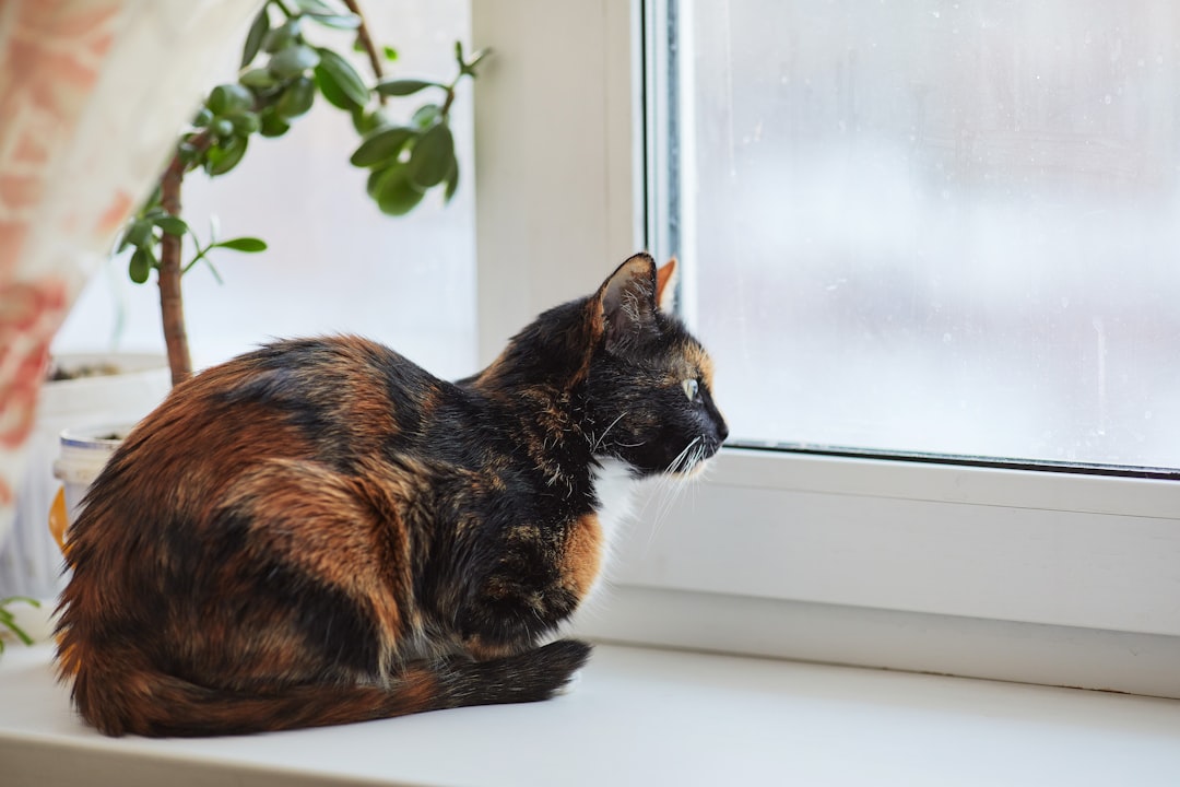 Tortoiseshell and Calico Cats: The Feisty Divas (Image Credits: Unsplash)