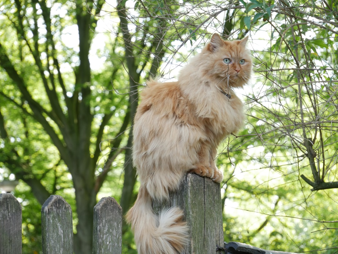 Siberian - Russia's Warm-Hearted Protector (Image Credits: Unsplash)
