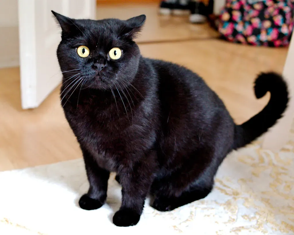 They Startle at the Slightest Sound (Image Credits: Flickr)