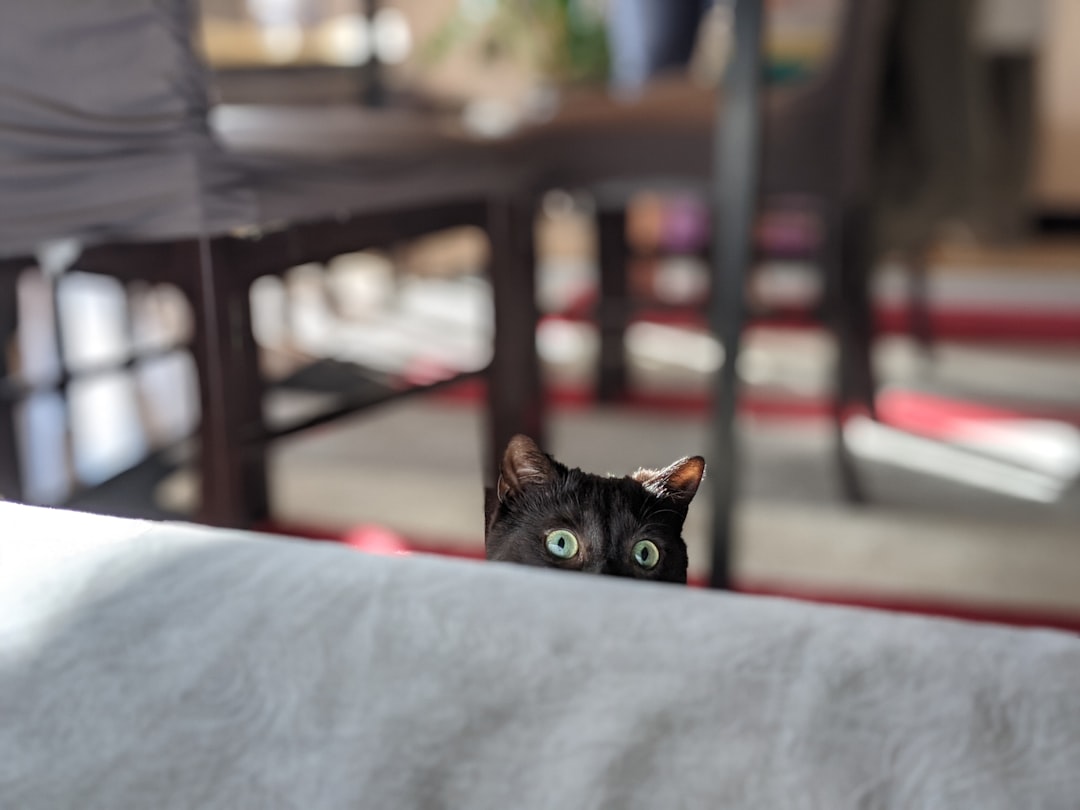 Addressing Eye Contact Anxiety in Shy Cats (Image Credits: Unsplash)