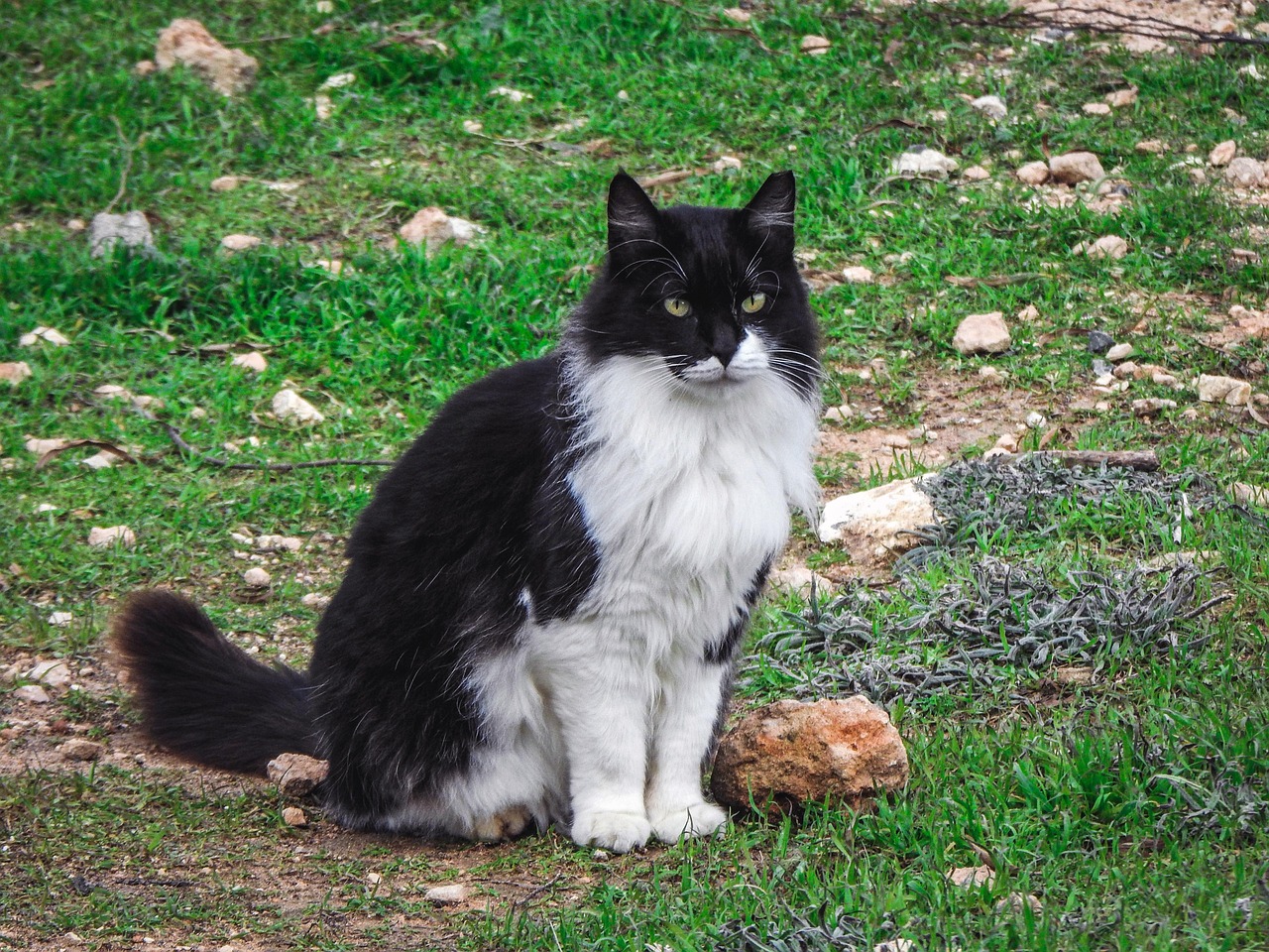 Bicolor Cats: The Diplomatic Peacekeepers (Image Credits: Pixabay)