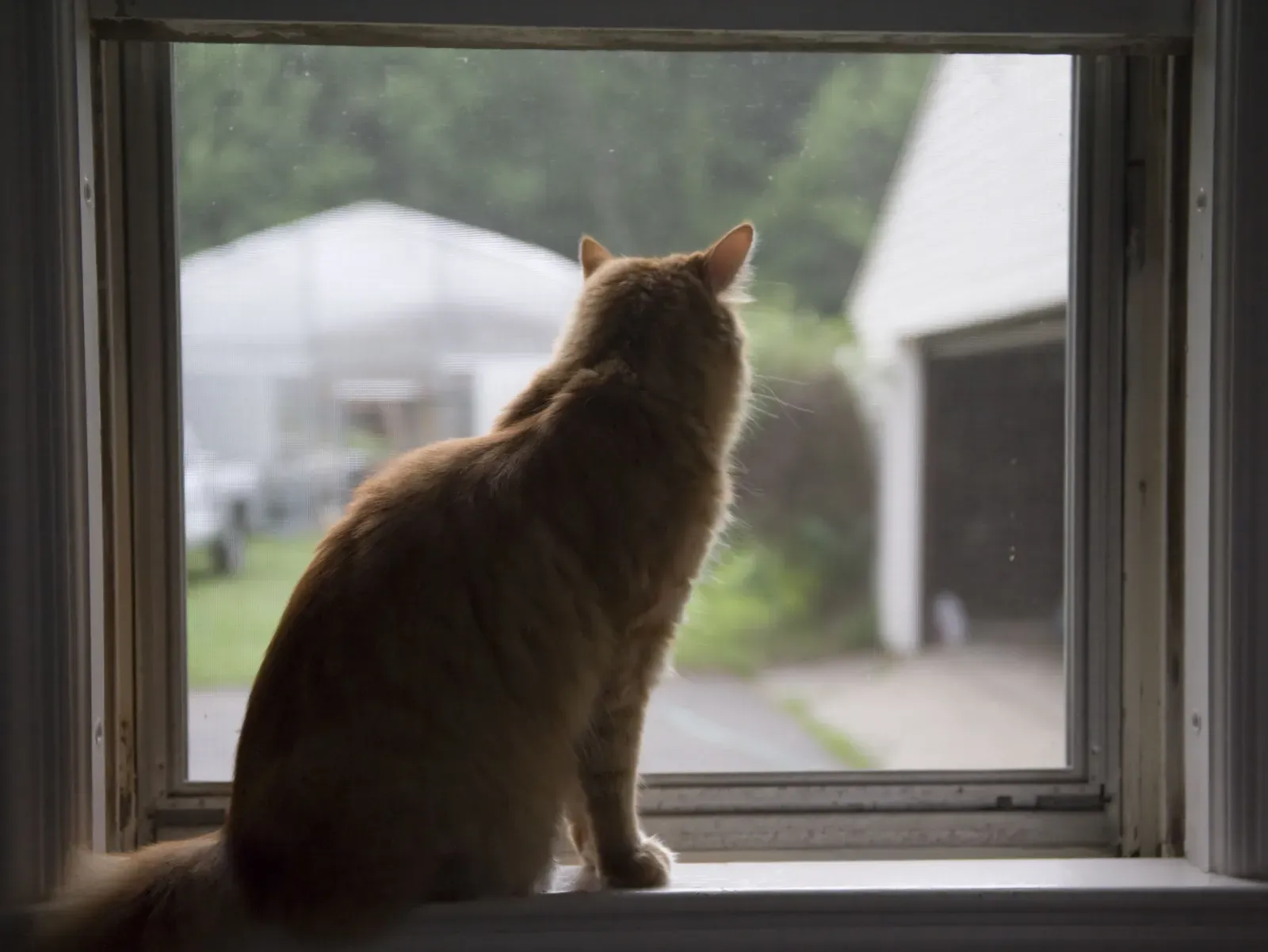 Understanding When Window Watching Becomes Problematic (Image Credits: Wikimedia)