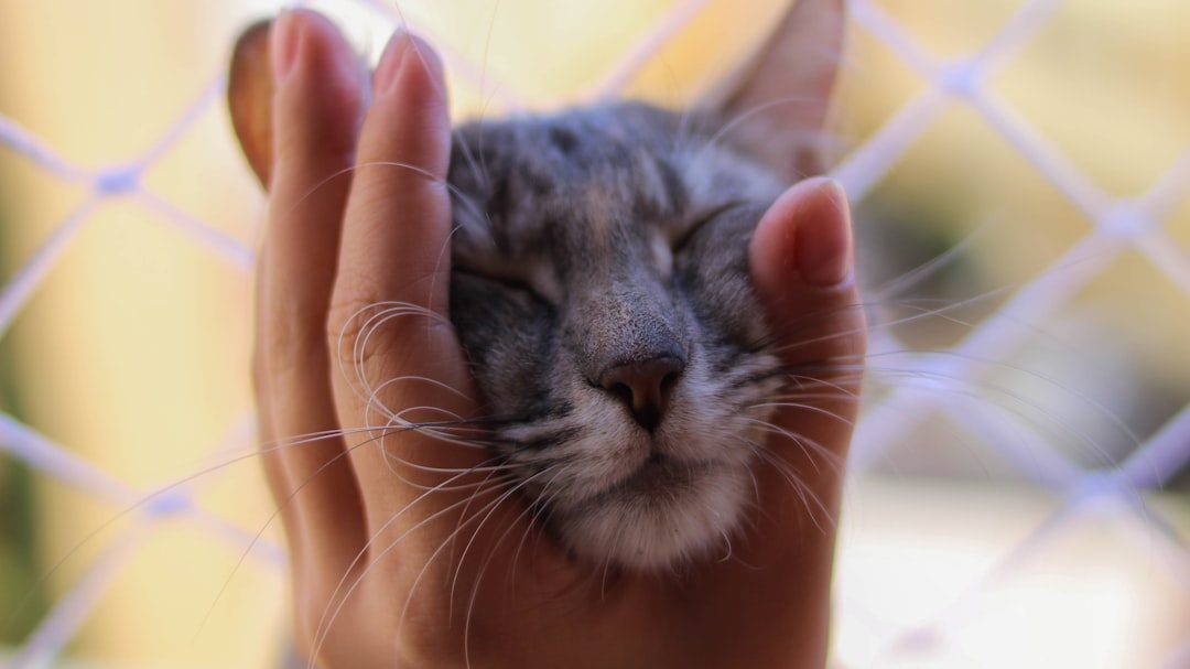 Stress and Anxiety Make Them Clingy (Image Credits: Unsplash)