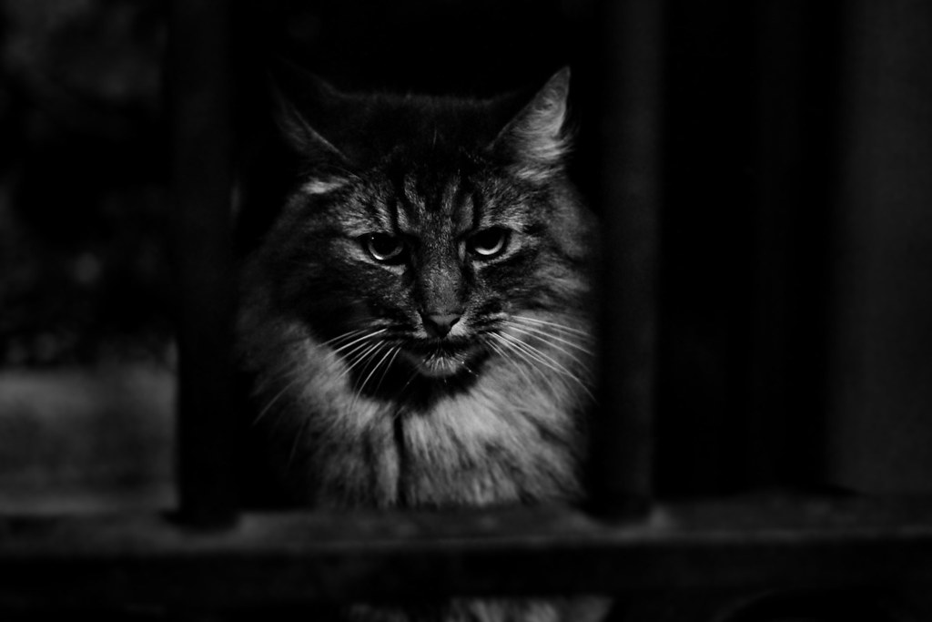 Fear-Based Responses to Past Trauma (Image Credits: Flickr)