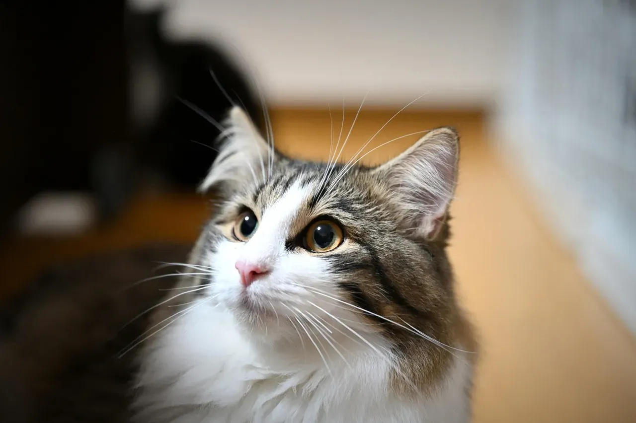 Norwegian Forest Cat: The Self-Reliant Hunter (Image Credits: Pixabay)