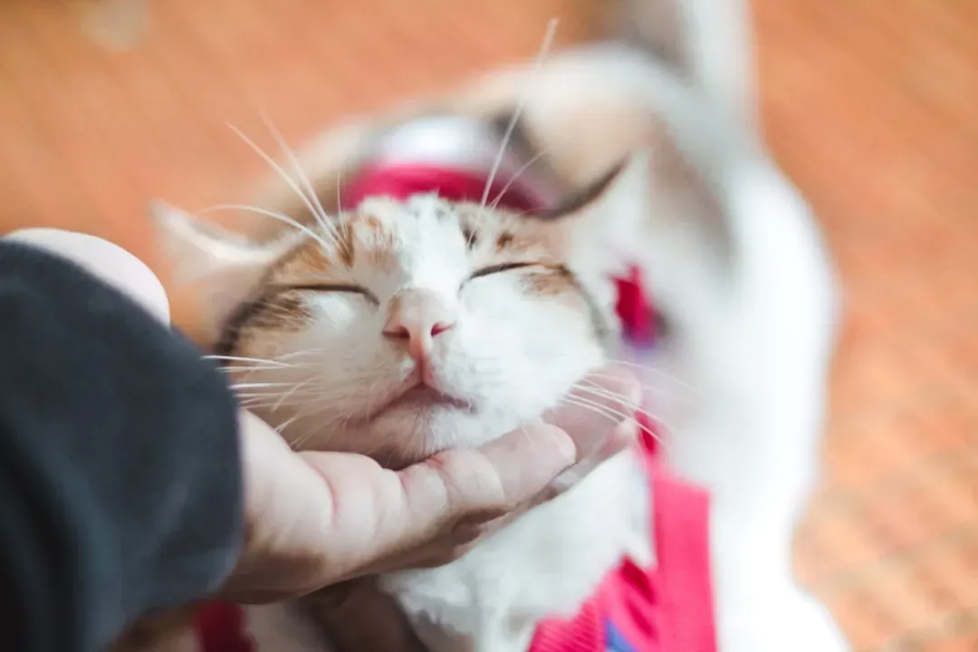 Your Cat Is Head Over Paws In Love With You (Image Credits: Unsplash)