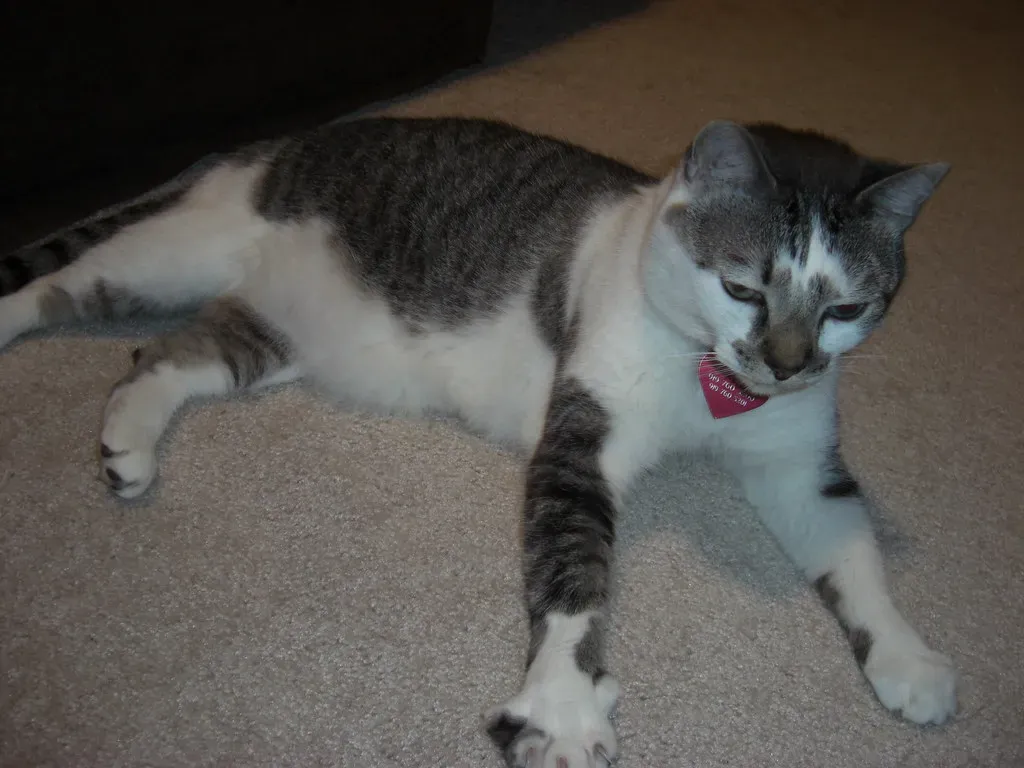 The Enduring Charm of This Habit (VirtKitty, Flickr, CC BY-SA 2.0)