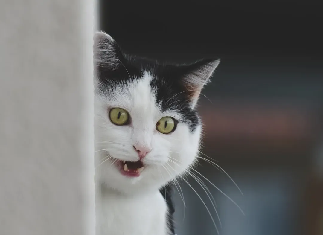 What Really Happens When a Cat Spots the Cucumber (Image Credits: Unsplash)