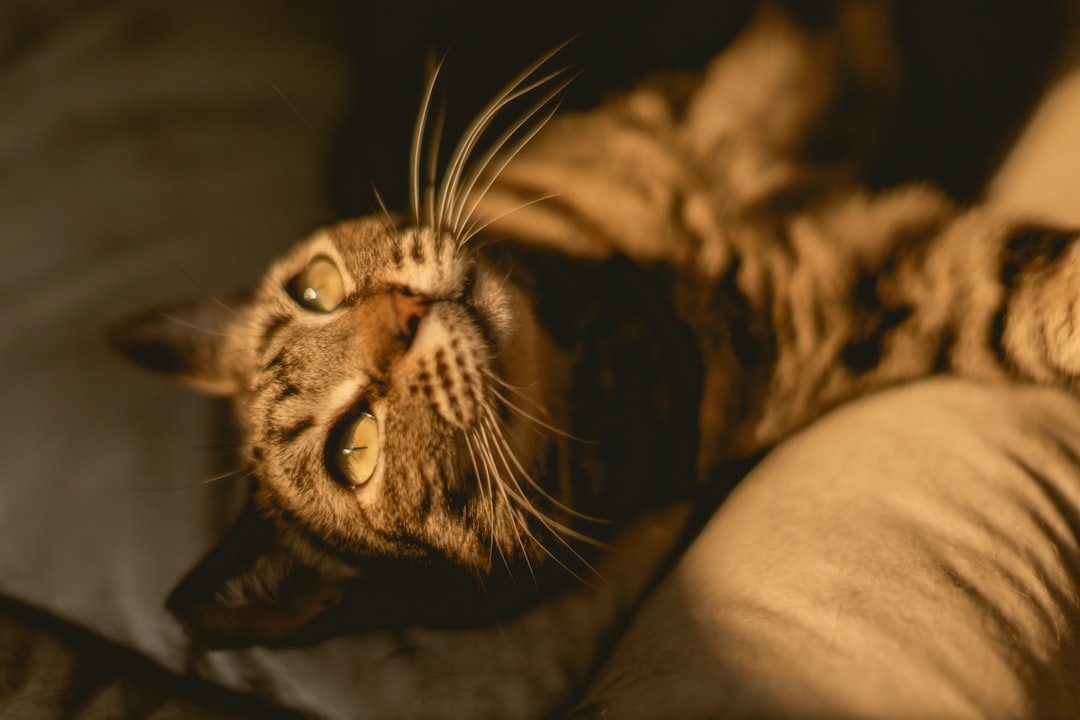 Egyptian Afterlife Guardian Beliefs (Image Credits: Unsplash)