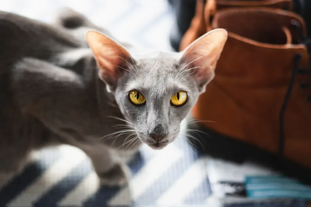 10. Oriental Shorthair: The Drama-Loving Companion Who Needs Your Attention (Image Credits: Unsplash)