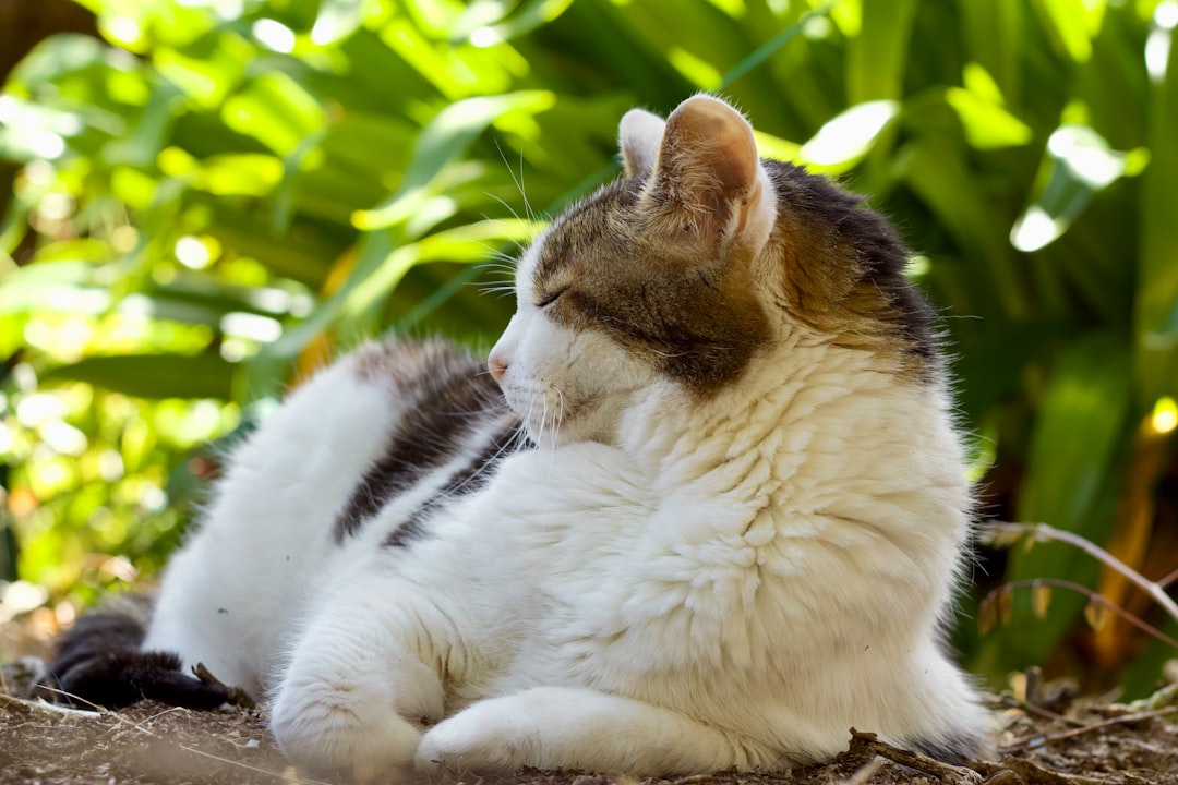 Ancient Wisdom: Cats as Natural Meditation Masters (Image Credits: Unsplash)