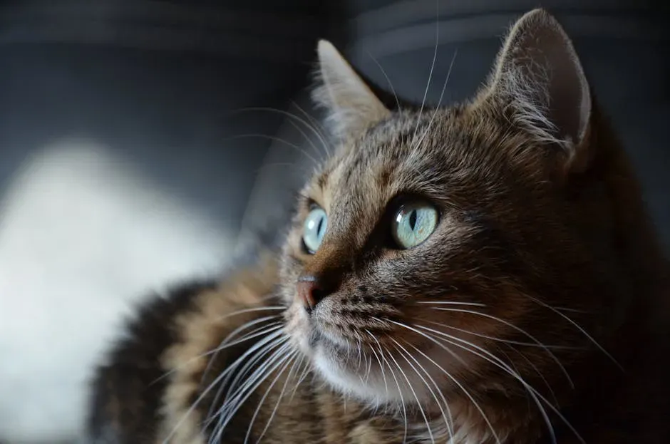 What Vulnerability Has to Do With Your Cat's Eyes (Image Credits: Pexels)