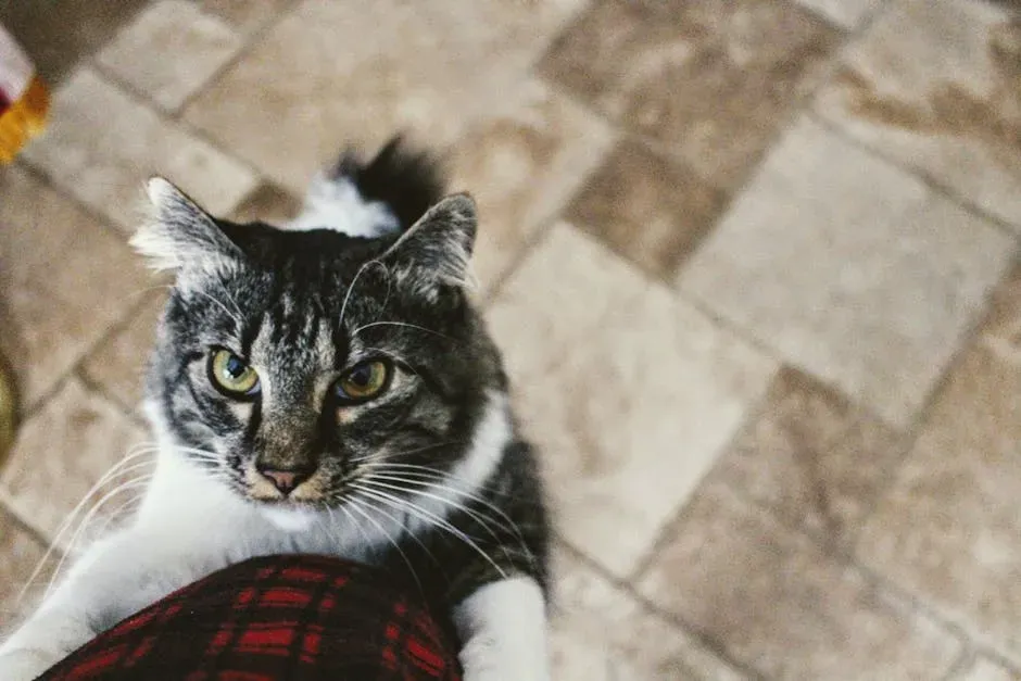 Your Cat Follows You Around the House for No Obvious Reason (Image Credits: Pexels)