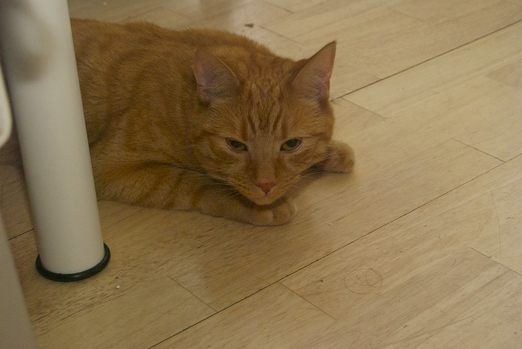 Using Strong Scents and Air Fresheners (Image Credits: Flickr)