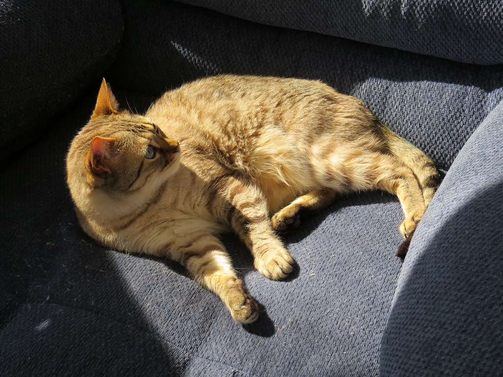 Stress Relief and Mental Health: The Calming Power of Light (Image Credits: Flickr)