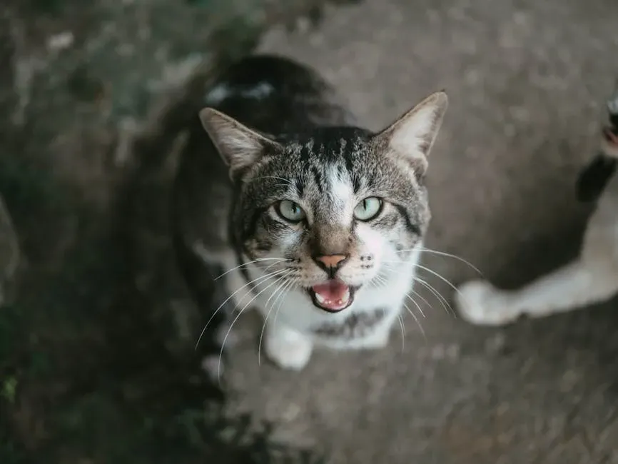 9. They Meow Specifically at You (Image Credits: Pexels)