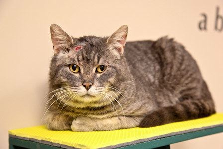 Following You Like a Furry Shadow (Image Credits: Flickr)