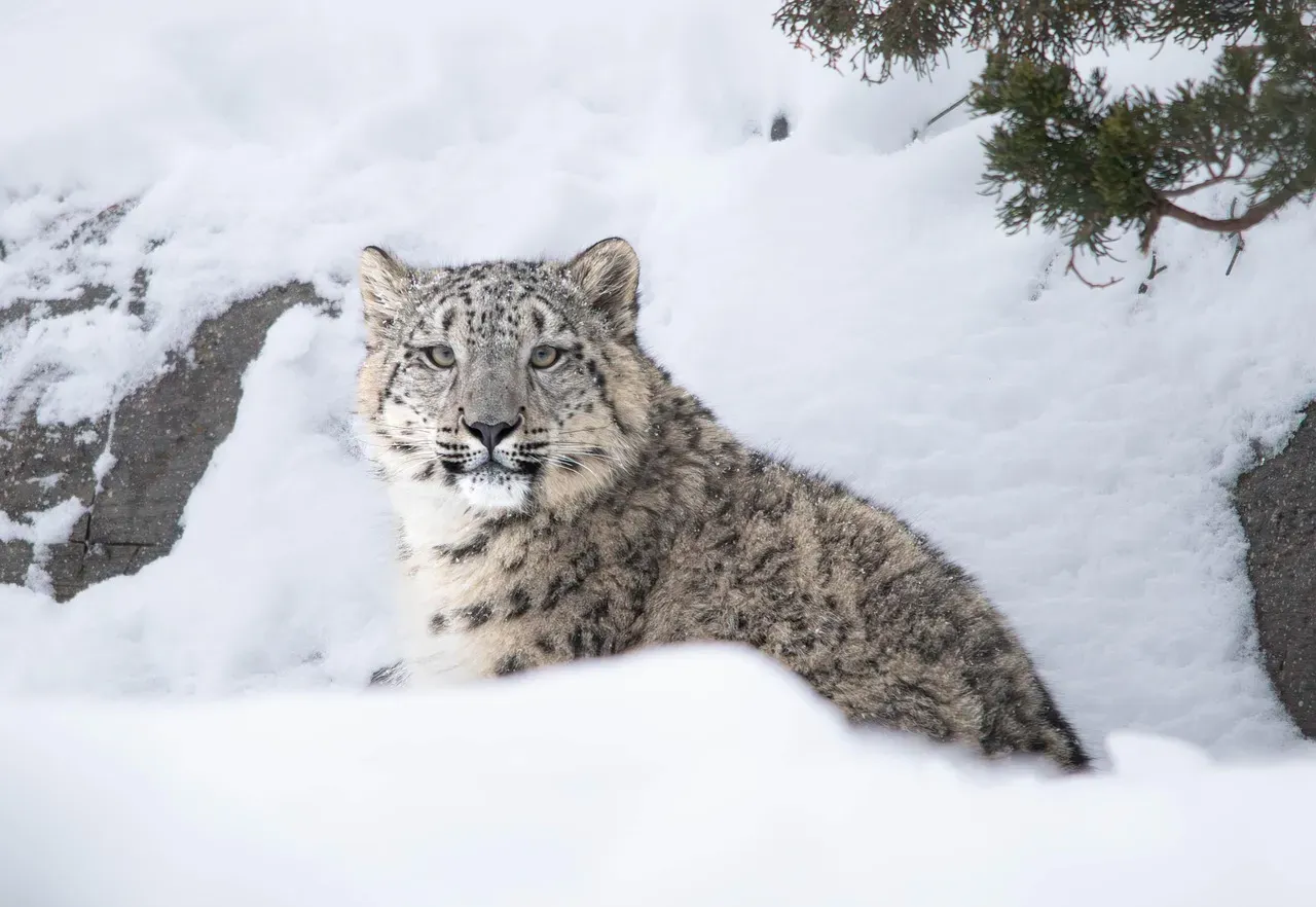Virgo: The Strategic Snow Leopard's Calculated Moves (Image Credits: Pixabay)