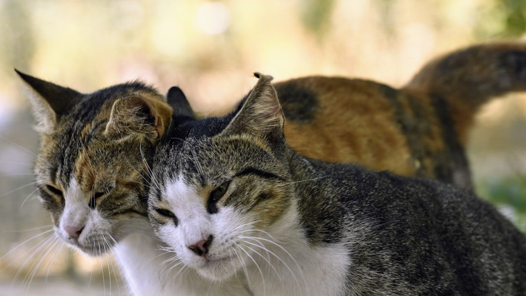 Not All Cats Headbutt the Same Amount (Image Credits: Unsplash)