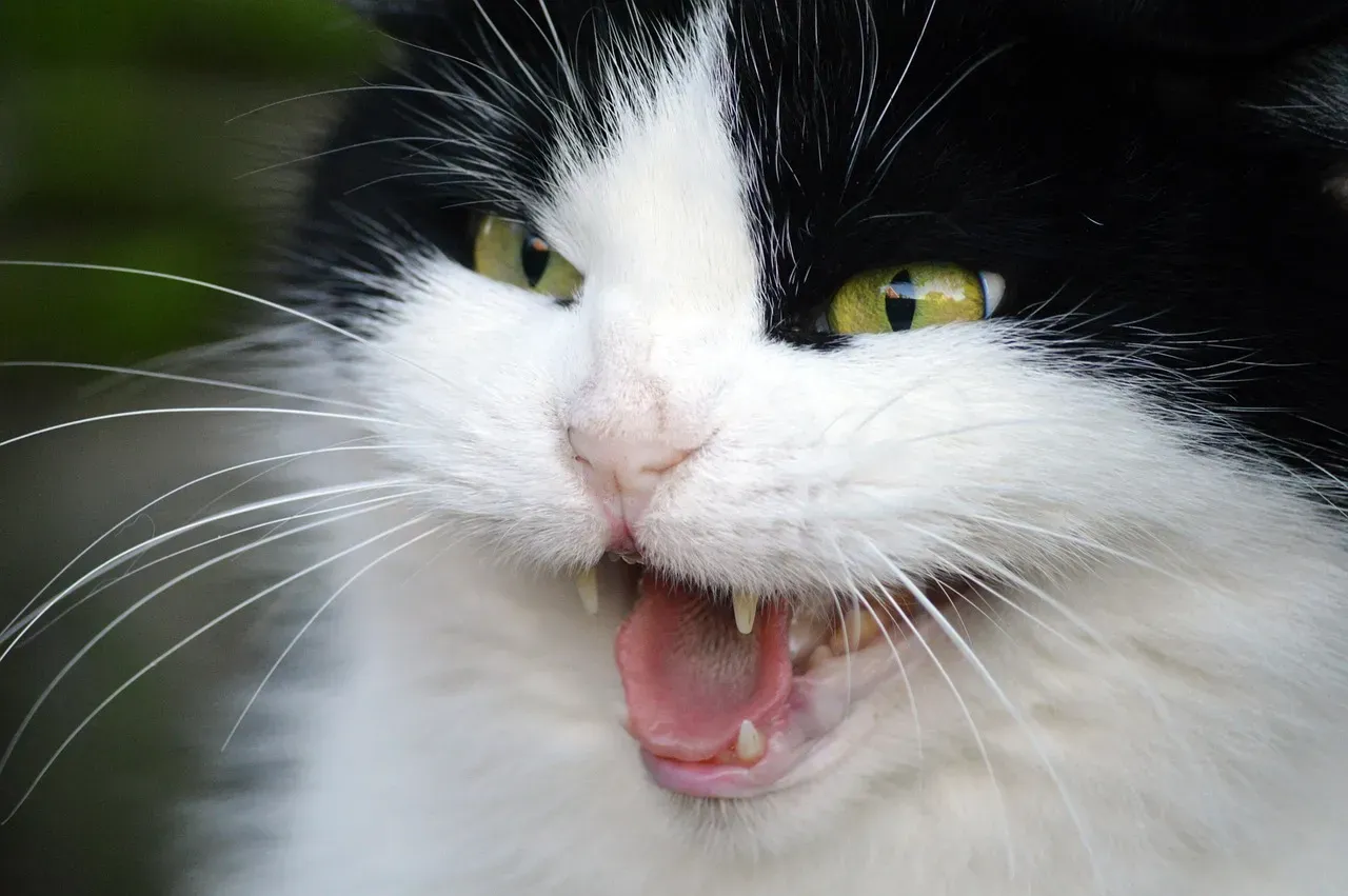 Vocalization Serves as Your Personal Alarm System (Image Credits: Pixabay)