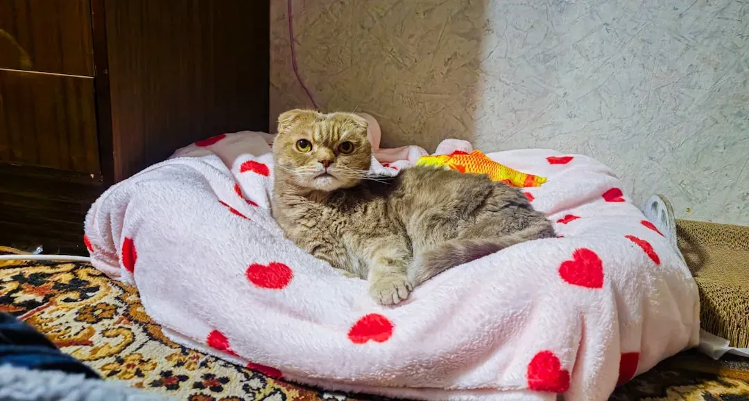 Your Cat Helps Lower Your Risk of Heart Disease (Image Credits: Unsplash)