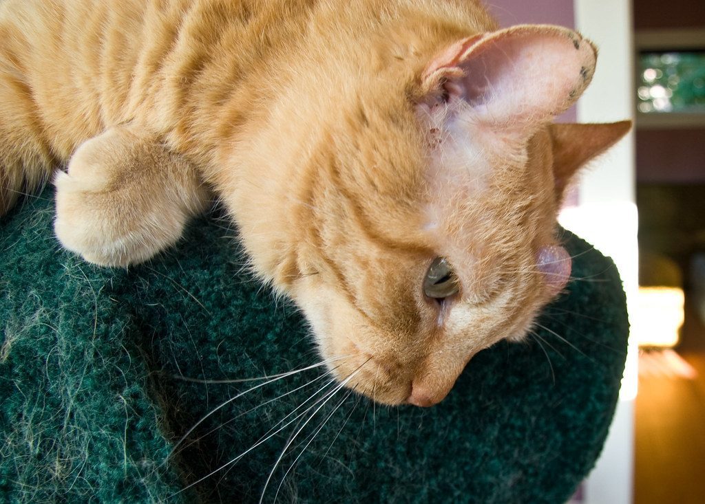 Head Bumps and Face Rubs (Image Credits: Flickr)