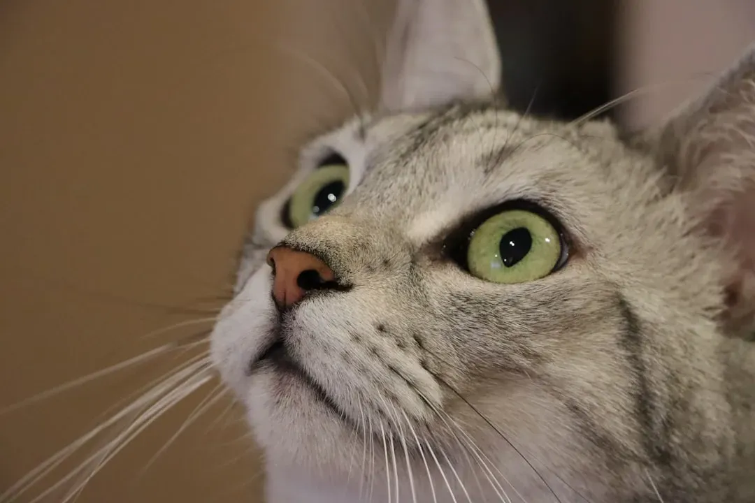 What Your Cat's Eyes Are Really Saying (Image Credits: Unsplash)